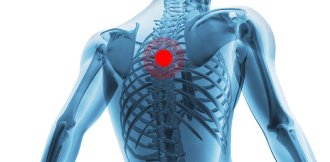 Anatomy Of The Back And Spine 101 | NVCPC.com