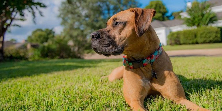 dog-day Dogs Can Be Amazing Fitness Partners for Seniors | NVCPC.com